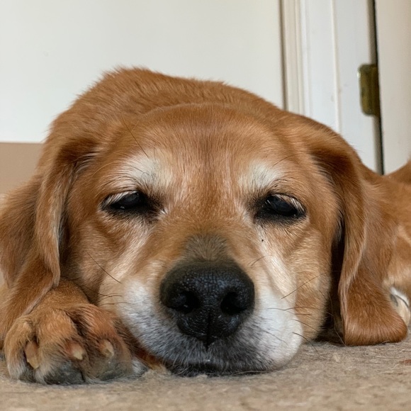 R.I.P. Junebug 😭 01/28/21 - Picture 15 of 16